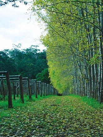Hawke Brook Chalets Pemberton Bagian luar foto
